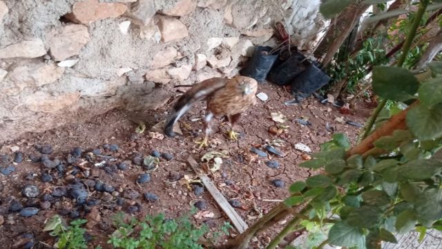 NESLİ TÜKENMEKTE OLAN KUŞ YARALI HALDE BULUNDU