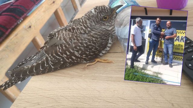 GUGUK KUŞU TEDAVİ ALTINA ALINDI!