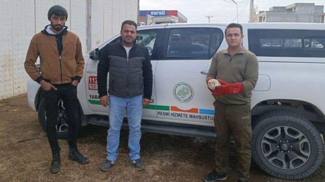 YARALI HALDE BULUNAN PEÇELİ BAYKUŞ TEDAVİ ALTINA ALINDI!