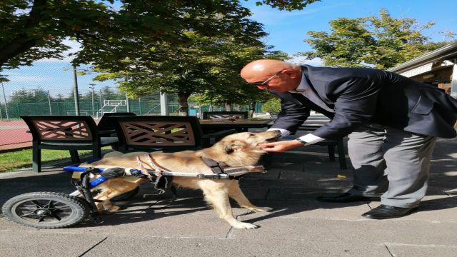 CHP, HAYVANLARA YÖNELİK ŞİDDETİN ARAŞTIRILMASINI İSTEDİ
