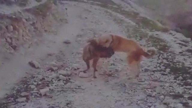 URFA'DA ÇİZGİLİ SIRTLANI KÖPEĞE BOĞDURTTULAR