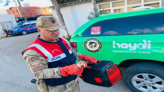 Urfa’da otobüs bagajında yavru sincaplar